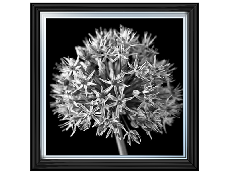 Black Allium 1