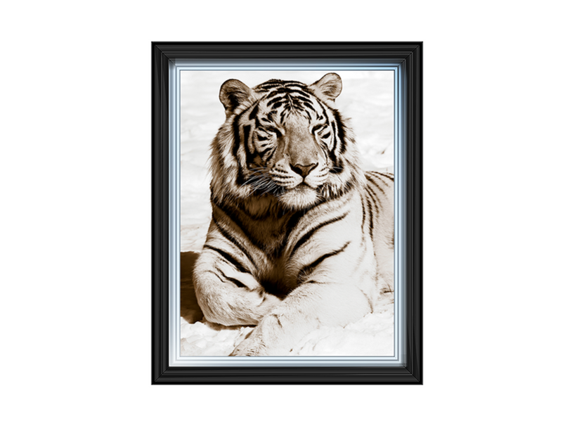 African Animals Series - Tiger A