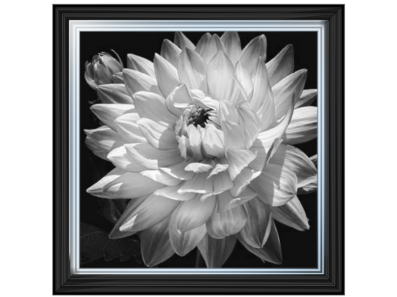 White Dahlia II