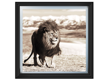 African Animals Series - Lion A