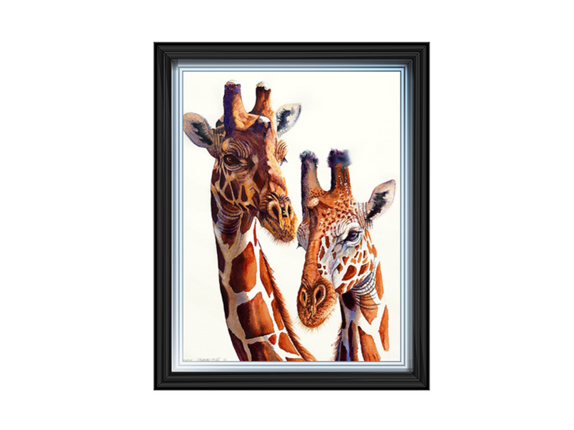 Safari Giraffes