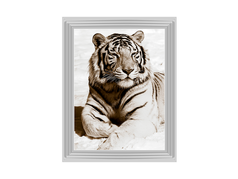 African Animals Series - Tiger A