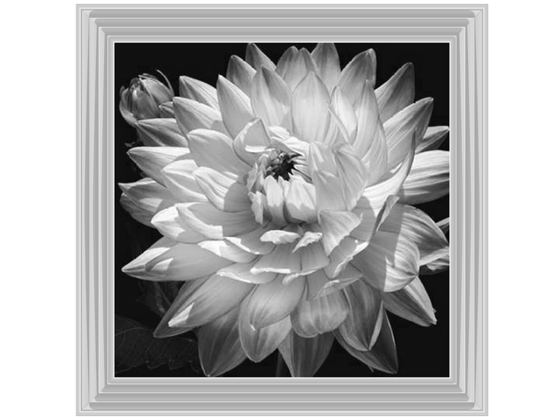 White Dahlia II