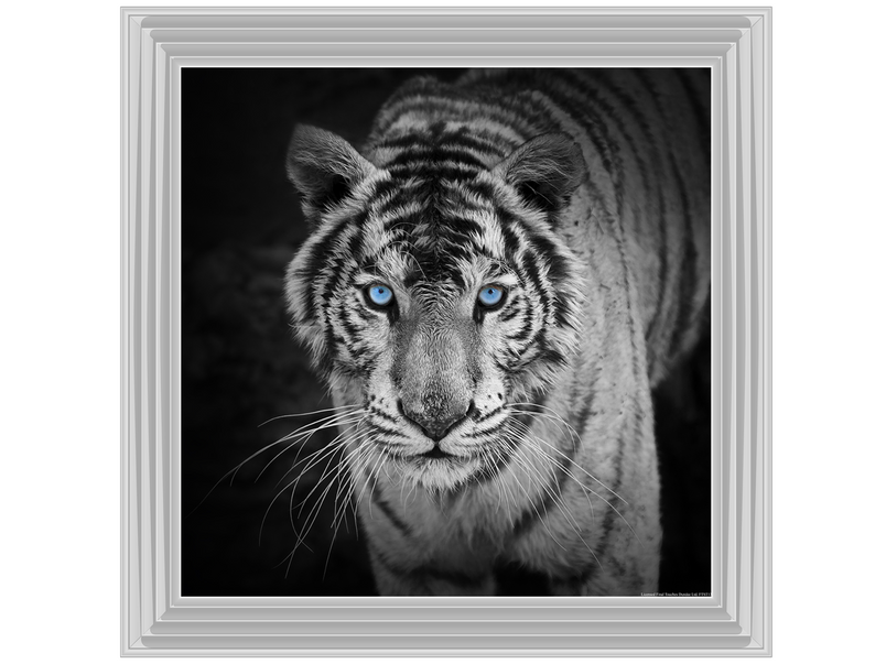 Blue Eyes Tiger