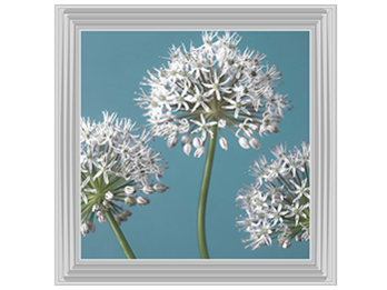 Three Alliums