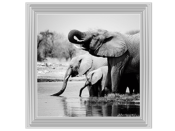Namibia Elephants