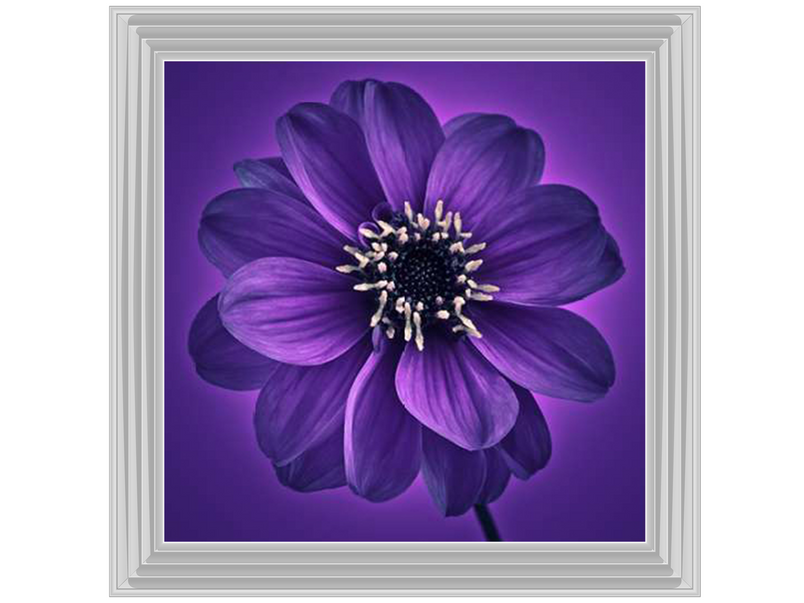 Purple Dahlia on Purple Background I by Assaf Frank