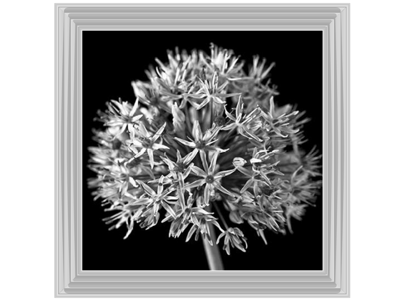 Black Allium 1