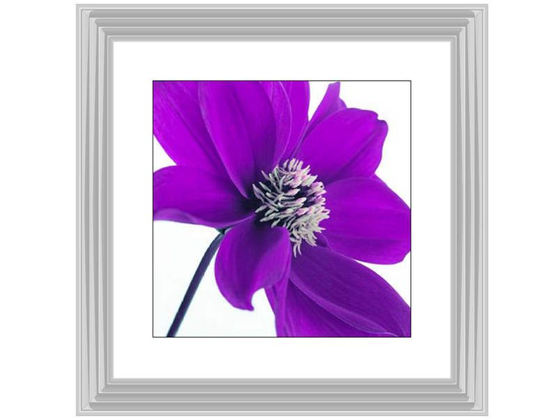 Purple Dahlia I by Assaf Frank