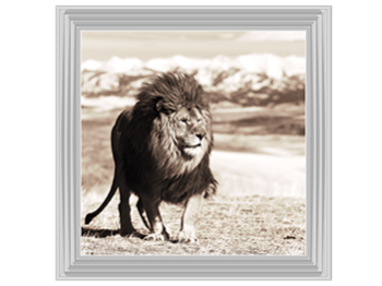 African Animals Series - Lion A