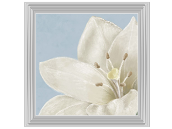 White amaryllis II