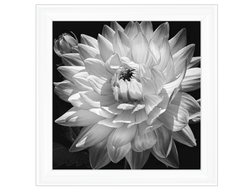 White Dahlia II