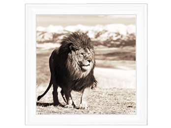 African Animals Series - Lion A