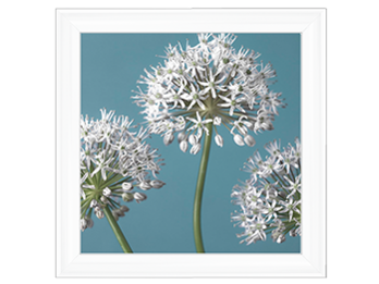 Three Alliums