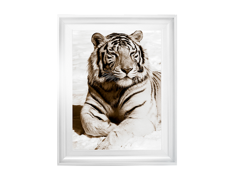 African Animals Series - Tiger A