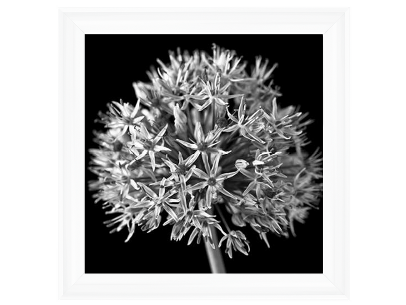 Black Allium 1