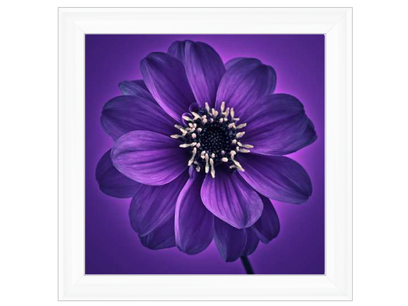 Purple Dahlia on Purple Background I by Assaf Frank