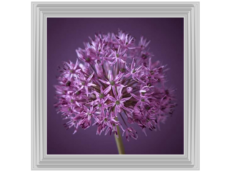 Purple Allium 1 by Assaf Frank