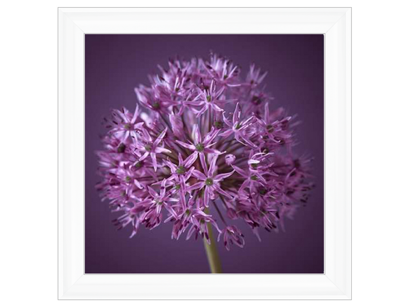 Purple Allium 1 by Assaf Frank